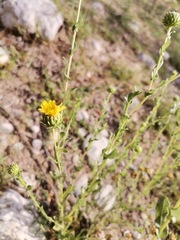 Grindelia oxylepis