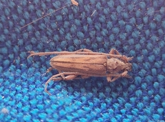 Eburida sublineata