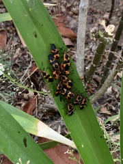 Oncopeltus fasciatus