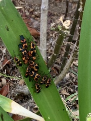 Oncopeltus fasciatus