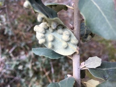 Dryomyia lichtensteinii