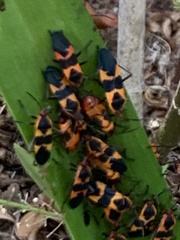 Oncopeltus fasciatus