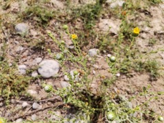 Grindelia oxylepis