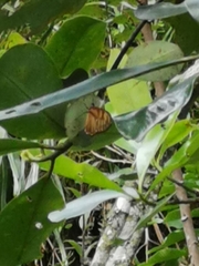 Athesis clearista