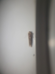 Blastobasis adustella