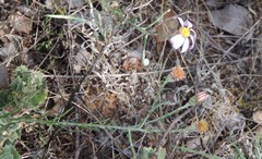 Galatella aragonensis