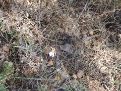 Galatella aragonensis