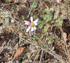 Galatella aragonensis