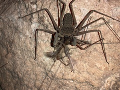 Paraphrynus raptator