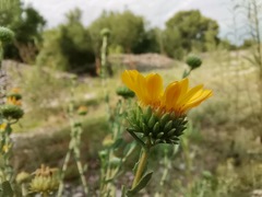 Grindelia oxylepis