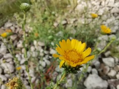Grindelia oxylepis