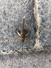 Gryllodes sigillatus