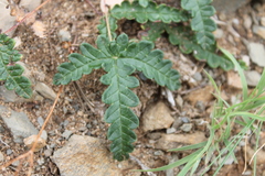 Potentilla leucophylla