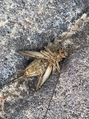 Gryllodes sigillatus