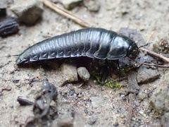 Necrophila americana