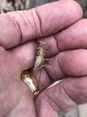 Gryllodes sigillatus