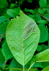 Stigmella slingerlandella