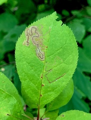 Stigmella slingerlandella