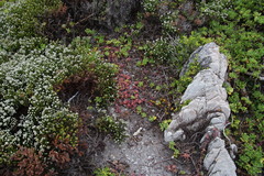 Delosperma patersoniae