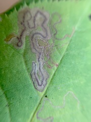 Stigmella slingerlandella