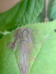 Stigmella slingerlandella