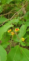 Casearia dolichophylla