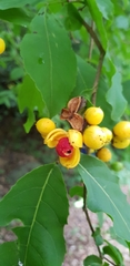 Casearia dolichophylla