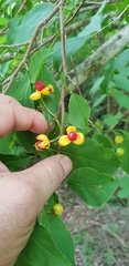Casearia dolichophylla