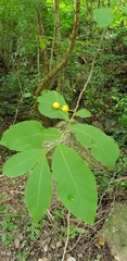 Casearia dolichophylla