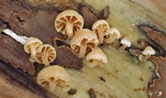 Marasmiellus affixus