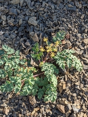 Lomatium martindalei