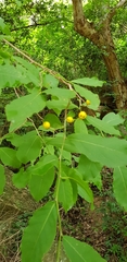 Casearia dolichophylla