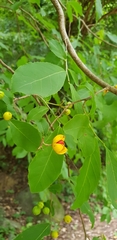 Casearia dolichophylla