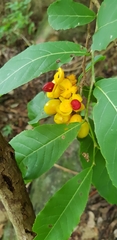 Casearia dolichophylla