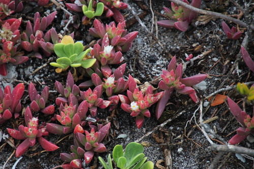 Image of Delosperma patersoniae by (c) Tony Rebelo, some rights reserved (CC BY-SA)
