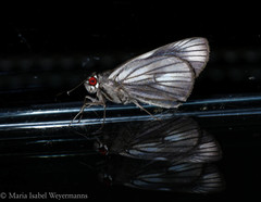 Carystus phorcus claudianus