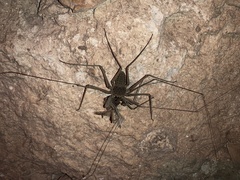 Paraphrynus raptator