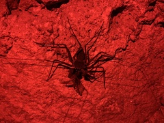 Paraphrynus raptator