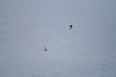 Apus pallidus