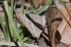 Hemiolaus caeculus caeculus