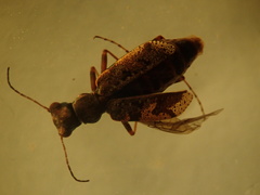 Neocicindela parryi