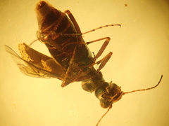 Neocicindela parryi