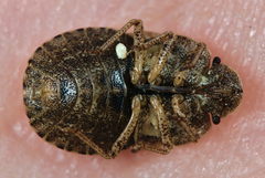 Sciocoris microphthalmus