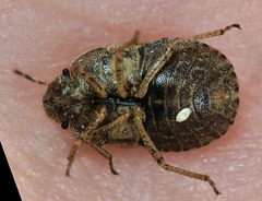 Sciocoris microphthalmus