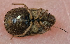 Sciocoris microphthalmus