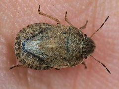 Sciocoris microphthalmus