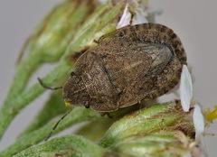 Sciocoris microphthalmus