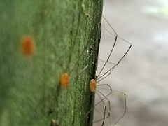 Leiobunum politum