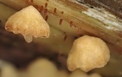 Marasmiellus affixus