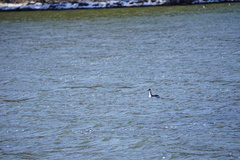 Podiceps auritus cornutus